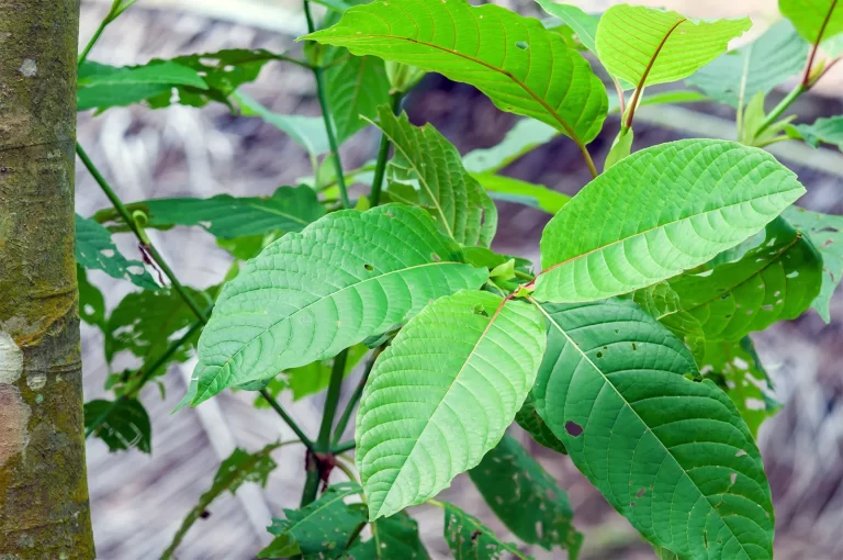 A Natural Calm: Using Kratom to Reduce Stress and Anxiety