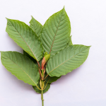 How Kratom is Being Used in Weight Loss and Wellness Programs